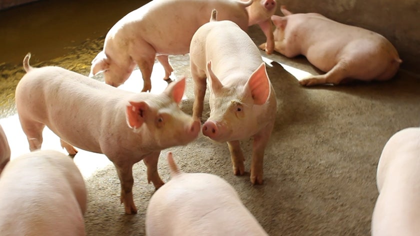 Pigs on a Brazilian farm