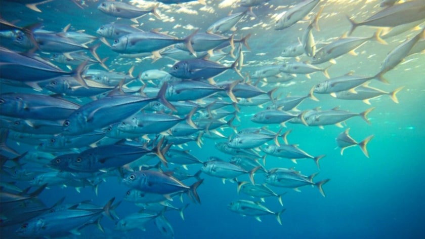 Managing ocean resources is a global responsibility that requires focus and perseverance. Thirty percent of the world’s fish stocks are overexploited, threatening fish and plant species and the ability of people who depend on marine and coastal biodiversity to earn a living and feed their families. Photo: NaniP/Shutterstock.