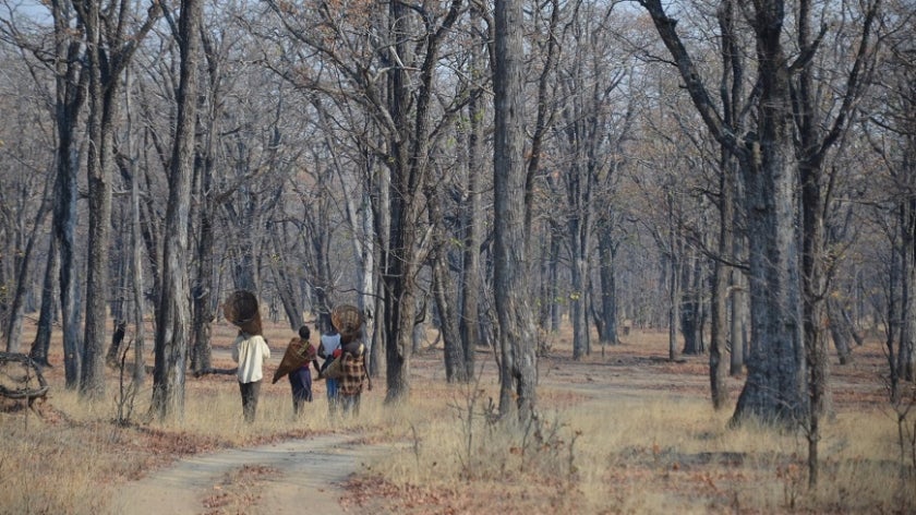 A Zambian Forest